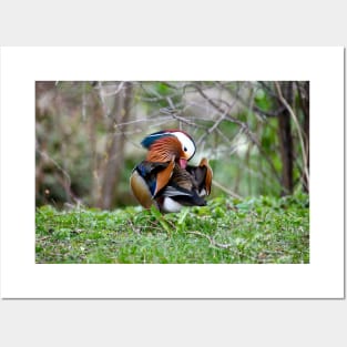 Mandarin duck / Swiss Artwork Photography Posters and Art